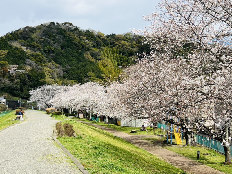 【多機能型hanaco】お花見🌸